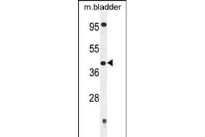 SLFNL1 Antibody (N-term) (ABIN654804 and ABIN2844479) western blot analysis in mouse bladder tissue lysates (35 μg/lane). (Schlafen-Like 1 antibody  (N-Term))