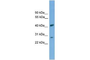 WB Suggested Anti-SLC25A37 Antibody Titration: 0.