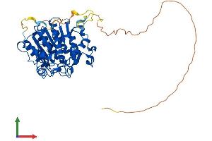 Protein Structure (PS) image for Histone Deacetylase 2 (HDAC2) (AA 1-488) protein (His tag) (ABIN7554090)