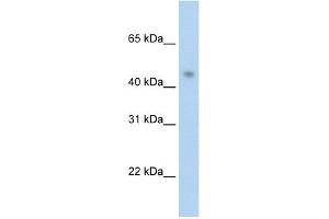 WB Suggested Anti-PRMT8 Antibody Titration:  2. (PRMT8 antibody  (C-Term))