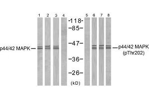 Western blot analysis of extracts from MCF7, 293, A431, A2780 and Hela cells, using p44/42 MAP Kinase (Ab-202) antibody (E021237, Line 1 2 3 4 ) and p44/42 MAP Kinase (phospho-Thr202) antibody (E011245, Line 7 8 9 10 ). (ERK1/2 antibody)