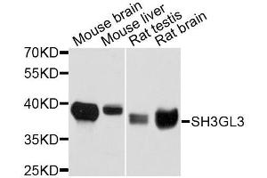 Western blot analysis of extracts of various cell lines, using SH3GL3 antibody.