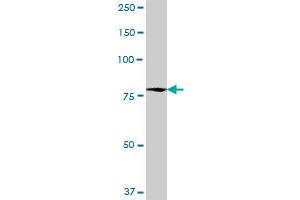 SP110 MaxPab polyclonal antibody. (SP110 antibody  (AA 1-547))