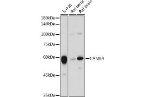 Western blot analysis of extracts of various cell lines, using C antibody (ABIN6130035, ABIN6137891, ABIN6137892 and ABIN6220925) at 1:1000 dilution. (CAMK4 antibody  (AA 304-473))