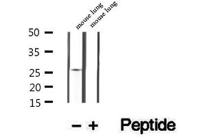 Western blot analysis of extracts of mouse lung tissue, using GSTM4 antibody. (GSTM4 antibody  (Internal Region))