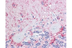 Anti-KAL1 / Anosmin antibody IHC of human brain, cerebellum. (Anosmin antibody  (Internal Region))