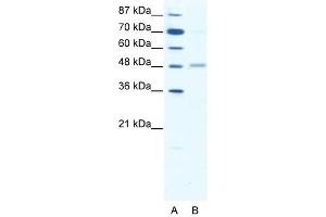 GABRA2 antibody (20R-1328) used at 0. (GABRA2 antibody  (Middle Region))