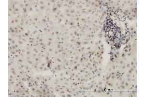 Immunoperoxidase of monoclonal antibody to KHSRP on formalin-fixed paraffin-embedded human liver. (KHSRP antibody  (AA 151-239))