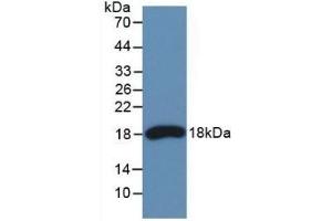 Detection of Recombinant RNASE3, Human using Monoclonal Antibody to Ribonuclease A3 (RNASE3) (RNASE3 antibody  (AA 30-154))