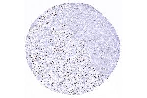 Strong INSM1 immunostaining of medullar but not cortical cells of the adrenal gland (Recombinant INSM1 antibody  (AA 81-125))