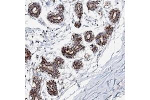 Immunohistochemical staining of human breast with C10orf33 polyclonal antibody  shows strong cytoplasmic positivity in glandular cells.