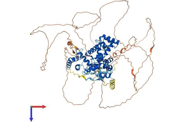 TTF1 Protein (AA 1-859) (His tag)