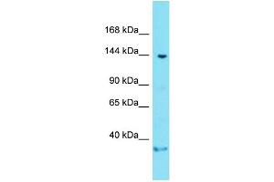 Host: Rabbit  Target Name: Gltscr1  Sample Tissue: Mouse Brain lysates  Antibody Dilution: 1. (Gltscr1 antibody  (C-Term))