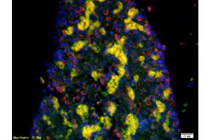 Formalin-fixed and paraffin-embedded mouse embryo labeled with Anti-5-HTT/SLC6A4 Polyclonal Antibody, Unconjugated (ABIN735983) 1:200, overnight at 4°C, The secondary antibody was Goat Anti-Rabbit IgG, Cy3 conjugated used at 1:200 dilution for 40 minutes at 37°C. (SLC6A4 antibody  (AA 401-500))