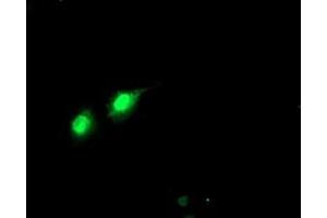 Anti-PHF21B mouse monoclonal antibody (ABIN2454780) immunofluorescent staining of COS7 cells transiently transfected by pCMV6-ENTRY PHF21B (RC204284). (PHF21B antibody)