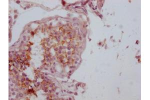 IHC image of ABIN7180760 diluted at 1:100 and staining in paraffin-embedded human testis tissue performed on a Leica BondTM system. (CD99 antibody)