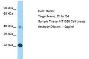 Image no. 1 for anti-Chromosome 11 Open Reading Frame 34 (C11orf34) (AA 81-130) antibody (ABIN6750162)