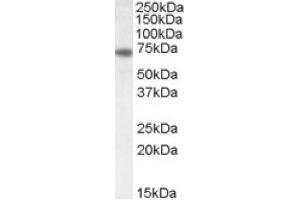 Image no. 1 for anti-Netrin 1 (NTN1) (C-Term) antibody (ABIN375122)