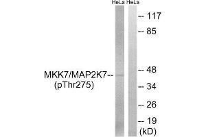 Western Blotting (WB) image for anti-Mitogen-Activated Protein Kinase Kinase 7 (MAP2K7) (pThr275) antibody (ABIN1847620) (MAP2K7 antibody  (pThr275))
