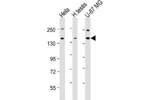 All lanes : Anti-USP47 Antibody (Center) at 1:2000 dilution Lane 1: Hela whole cell lysates Lane 2: human testis lysates Lane 3: U-87 MG whole cell lysates Lysates/proteins at 20 μg per lane. (USP47 antibody  (AA 588-620))