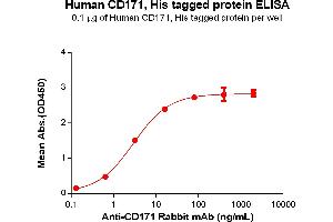 L1 Cell Adhesion Molecule (L1CAM) (AA 20-1120) protein (His tag)