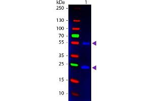 Western Blot of Donkey anti-Mouse IgG Pre-Absorbed Fluorescein Conjugated Secondary Antibody.