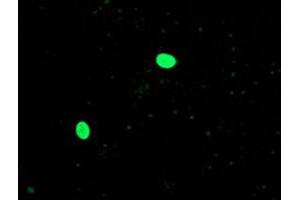 Anti-OGFOD1 mouse monoclonal antibody (ABIN2454366) immunofluorescent staining of COS7 cells transiently transfected by pCMV6-ENTRY OGFOD1 (RC206839). (OGFOD1 antibody)