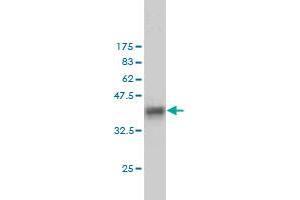 Western Blotting (WB) image for anti-SH2 Domain Containing 3C (SH2D3C) (AA 1-110) antibody (ABIN564330)