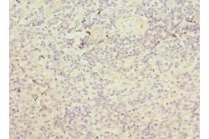 Immunohistochemistry of paraffin-embedded human spleen tissue using ABIN7168158 at dilution of 1:100 (PRPS1 antibody  (AA 1-318))