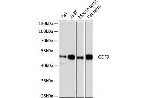 Western blot analysis of extracts of various cell lines using GDF9 Polyclonal Antibody at dilution of 1:3000. (GDF9 antibody)