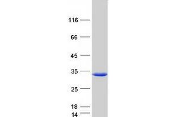 RILPL2 Protein (Myc-DYKDDDDK Tag)