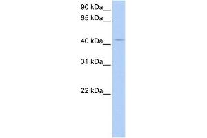 WB Suggested Anti-PECI Antibody Titration:  0. (PECI/ECI2 antibody  (Middle Region))
