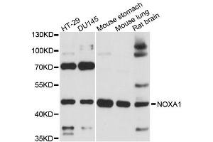 Western blot analysis of extracts of various cell lines, using NOXA1 antibody (ABIN6293863) at 1:3000 dilution. (NOXA1 antibody)