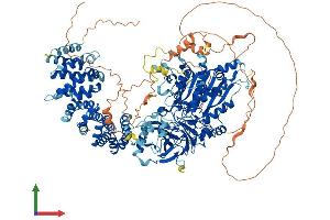 AlphaFold protein structure predicition of Mouse Recombinant Agtpbp1 Protein, UniprotID Q641K1 (AGTPBP1 Protein (AA 1-1218) (His tag))