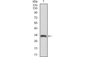 Western blot analysis using ABCC4 antibody against HEK293 (1) and ABCC4 (AA: 631-692) -hIgGFc transfected HEK293 (2) cell lysate. (ABCC4 antibody  (AA 631-692))