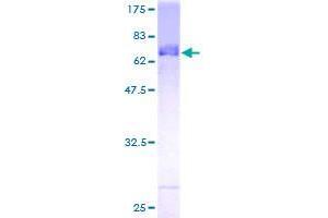 FBXL8 Protein (AA 1-374) (GST tag)
