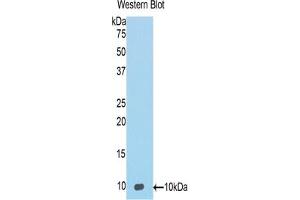 CCL20 antibody  (AA 24-97)