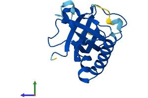 AlphaFold protein structure predicition of Mouse Recombinant Rfk Protein, UniprotID Q8CFV9 (Riboflavin Kinase Protein (RFK) (AA 1-155) (His tag))
