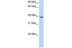 NUDT13 antibody used at 0. (NUDT13 antibody)