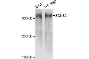 Western blot analysis of extracts of 293T and HT-1080 cells, using SCN3A antibody. (SCN3A antibody)