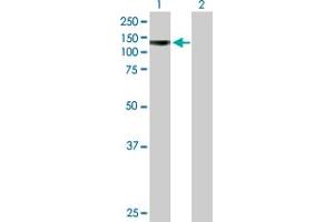 Western Blot analysis of PCDHA4 expression in transfected 293T cell line by PCDHA4 MaxPab polyclonal antibody.