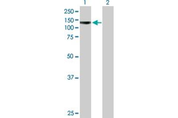 PCDHA4 antibody  (AA 1-947)