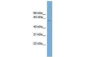 WB Suggested Anti-Tbx21 Antibody Titration:  0. (T-Bet antibody  (N-Term))