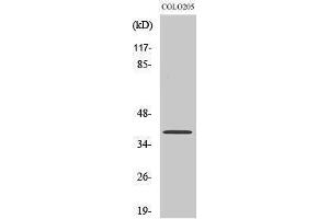 Western Blotting (WB) image for anti-X-Ray Repair Complementing Defective Repair in Chinese Hamster Cells 4 (XRCC4) (C-Term) antibody (ABIN3187510) (XRCC4 antibody  (C-Term))
