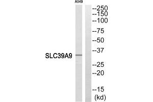 Western blot analysis of extracts from A549 cells, using SLC39A9 antibody. (SLC39A9 antibody  (Internal Region))