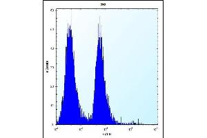 MLM Antibody (C-term) (ABIN6242125 and ABIN6577331) flow cytometric analysis of 293 cells (right histogram) compared to a negative control cell (left histogram). (Cutaneous Malignant Melanoma/dysplastic Nevus antibody  (C-Term))