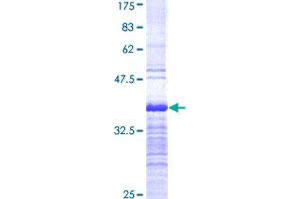 DPF2 Protein (AA 56-155) (GST tag)