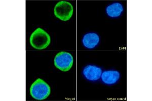Immunofluorescence staining of fixed U937 cells with anti-CCR5 (PKC site) antibody RC-10.