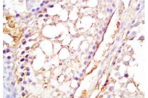 Mouse testis tissue was stained by Rabbit Anti-INSL6 C Peptide (Human) Antibody (INSL6 antibody  (Preproprotein))