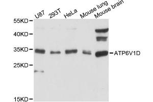 Western blot analysis of extracts of various cell lines, using ATP6V1D antibody (ABIN6290038) at 1:3000 dilution.